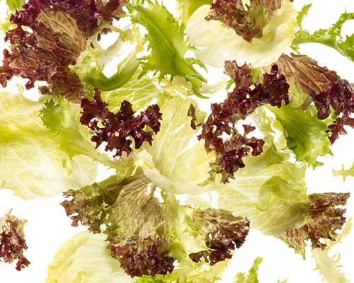 Fresh salad mix "Grandios" Lollo bionda, Lollo rosso, radicchio and romaine.
