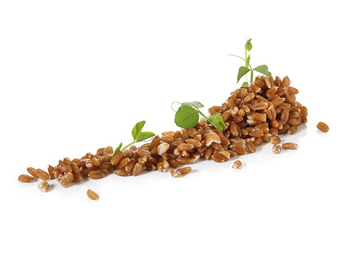 BIO Dinkel gegart.
